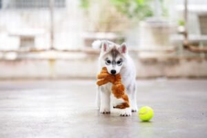 Make Your Pet's World as Green as Can Be
