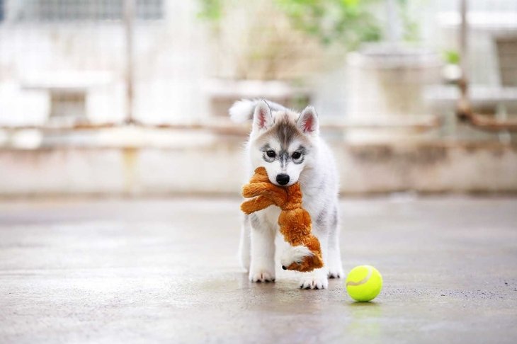 Create the Most Eco-Friendly Environment for Your Pet