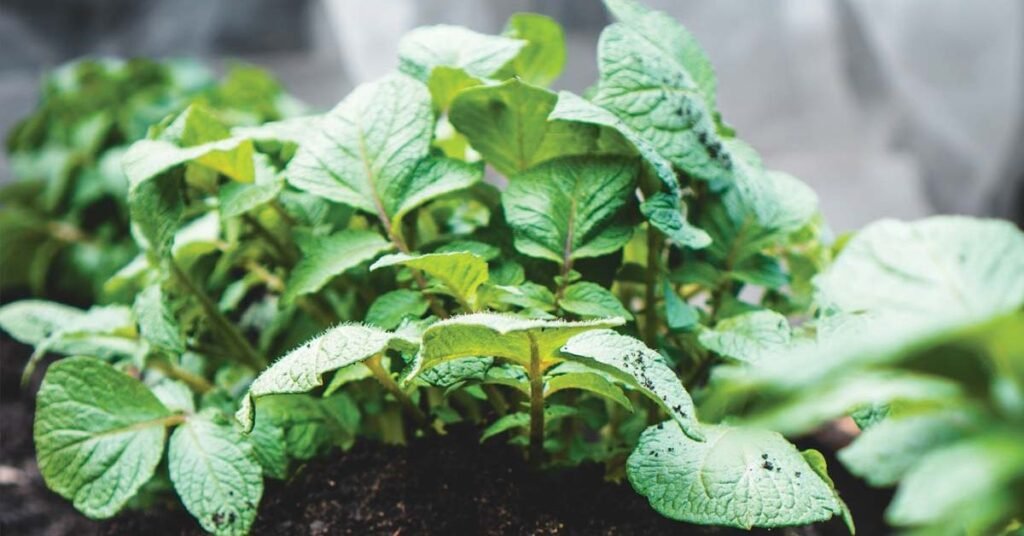 Organic Welcomes a New Partner