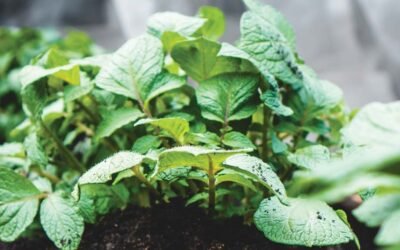Organic Welcomes a New Partner Organic Has Partners