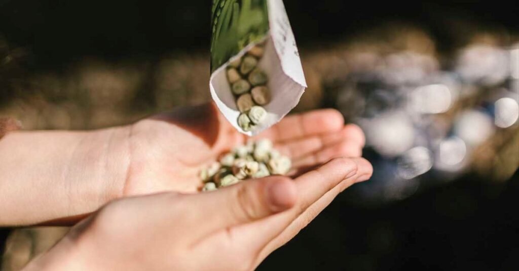 Empowering Your Seed Sovereignty for an Improved Food System